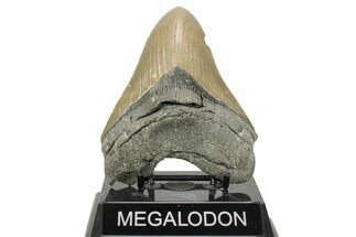Serrated, Fossil Megalodon Tooth - North Carolina #271232