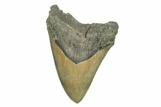 Serrated, Fossil Megalodon Tooth - North Carolina #271244