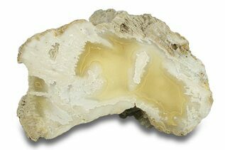 Coral Fossils For Sale