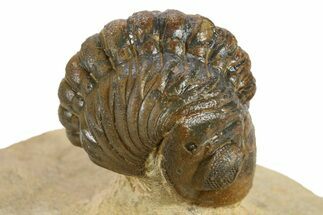 Enrolled Reedops Trilobite - Atchana, Morocco #271915