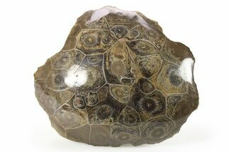 Polished Fossil Coral (Actinocyathus) Head - Morocco #271824