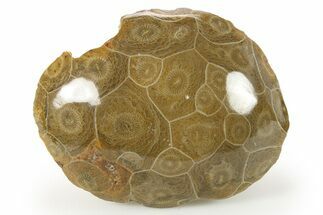 Polished Fossil Coral (Actinocyathus) Head - Morocco #271847