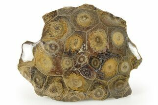 Polished Fossil Coral (Actinocyathus) Head - Morocco #271849