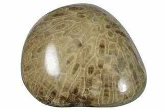Large, Polished Petoskey Stone (Fossil Coral) - Michigan #271883