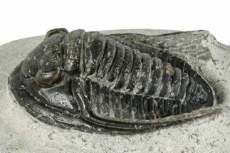 Bargian, Diademaproetus Trilobite Fossil - Morocco #271905