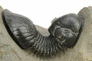 Paralejurus Trilobite With Amazing Preparation - Atchana, Morocco #254098