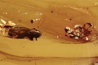 Fossil Spider (Araneae) and Leafhopper (Cicadellidae) in Baltic Amber #272150