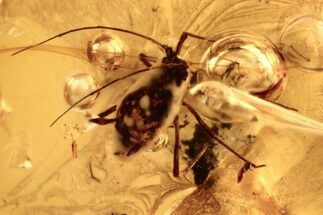 Fossil Aphid (Aphidoidea) in Baltic Amber #272163