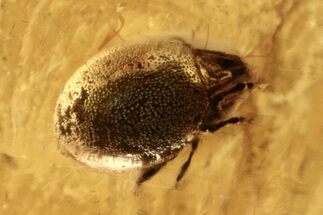 Detailed Fossil Mite (Gustavioidea?) in Baltic Amber #272173