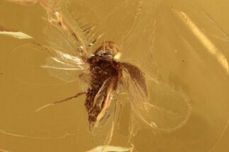 Fossil White Fly (Aleyrodidae) In Baltic Amber #272179