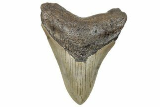Fossil Megalodon Tooth - North Carolina #272058