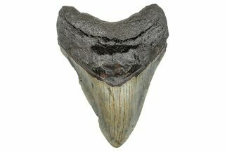 Serrated, Fossil Megalodon Tooth - North Carolina #272083