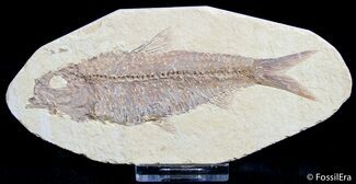 Large, Detailed / Inch Knightia Fossil Fish #2551