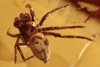 Detailed Fossil Jumping Spider (Salticidae) In Baltic Amber - Rare #272186
