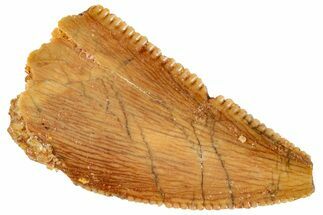 Serrated, Raptor Tooth - Real Dinosaur Tooth #269397