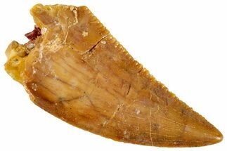 Serrated, Raptor Tooth - Real Dinosaur Tooth #269401