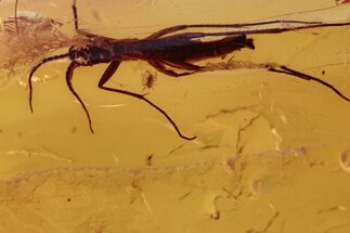 Detailed Fossil Fungus Gnat and Small Thrip In Baltic Amber #272142