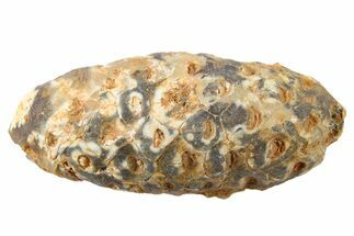 Fossil Seed Cone (Or Aggregate Fruit) - Morocco #267188