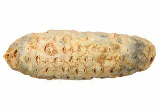 Fossil Seed Cone (Or Aggregate Fruit) - Morocco #267208