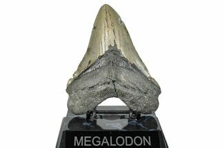 Serrated, Fossil Megalodon Tooth - North Carolina #272398