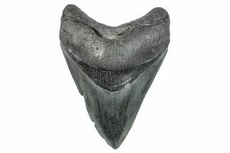 Fossil Megalodon Tooth - South Carolina #272414
