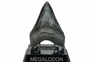 Serrated, Fossil Megalodon Tooth - South Carolina #272475
