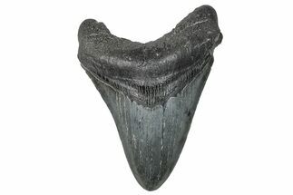 Fossil Megalodon Tooth - South Carolina #272481