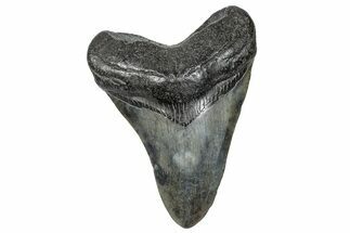 Fossil Megalodon Tooth - South Carolina #272488