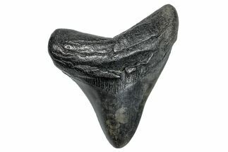 Fossil Megalodon Tooth - South Carolina #272491
