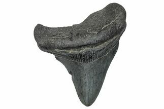 Fossil Megalodon Tooth - South Carolina #272497