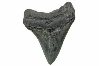 Serrated, Chubutensis Tooth - Megalodon Ancestor #272499