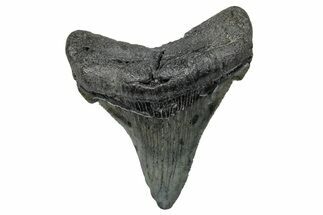 Serrated, Chubutensis Tooth - Megalodon Ancestor #272500