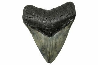 Serrated, Fossil Megalodon Tooth - North Carolina #272509