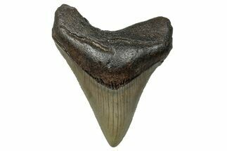 Serrated, Fossil Megalodon Tooth - North Carolina #272527