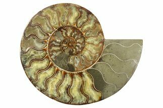 Cut & Polished Ammonite Fossil (Half) - Madagascar #267942