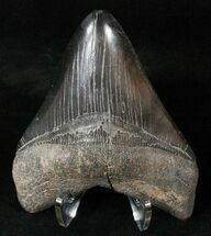 Jet Black Megalodon Tooth #15716