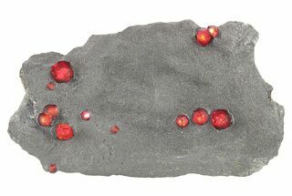 Plate of Twelve Red Embers Garnets in Graphite - Massachusetts #272705