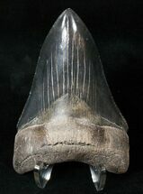 Wonderfully Serrated Lower Megalodon Tooth #15717