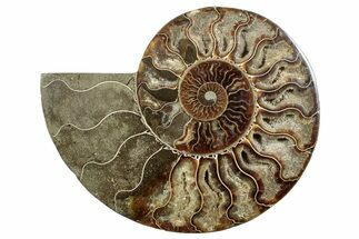 Cut & Polished Ammonite Fossil (Half) - Madagascar #267985