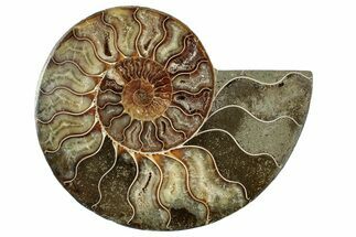 Cut & Polished Ammonite Fossil (Half) - Madagascar #267997