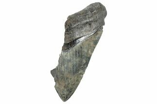 Partial Megalodon Tooth - Serrated Blade #272550