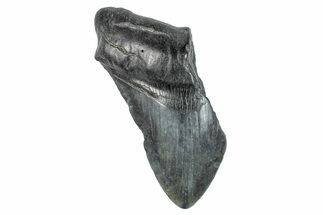 Partial Megalodon Tooth - South Carolina #272560