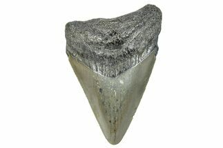 Serrated, Juvenile Megalodon Tooth - North Carolina #272781