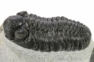 Phacopid (Adrisiops) Trilobite - Jbel Oudriss, Morocco #272836