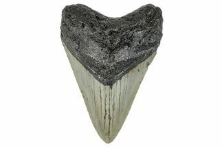 Serrated, Fossil Megalodon Tooth - North Carolina #272865