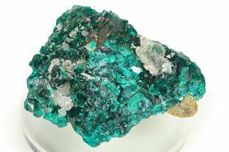 Lustrous Dioptase Crystal Cluster - Congo #272947