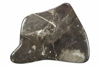 Polished Devonian Fossil Coral and Bryozoan Plate - Morocco #273128