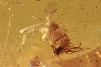 Fossil Gnat and Two Moth Flies in Baltic Amber #273274