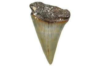 Fossil Broad-Toothed Mako Shark Tooth - North Carolina #272988