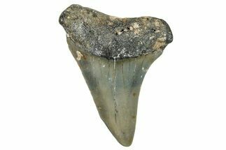 Fossil Broad-Toothed Mako Shark Tooth - North Carolina #272991